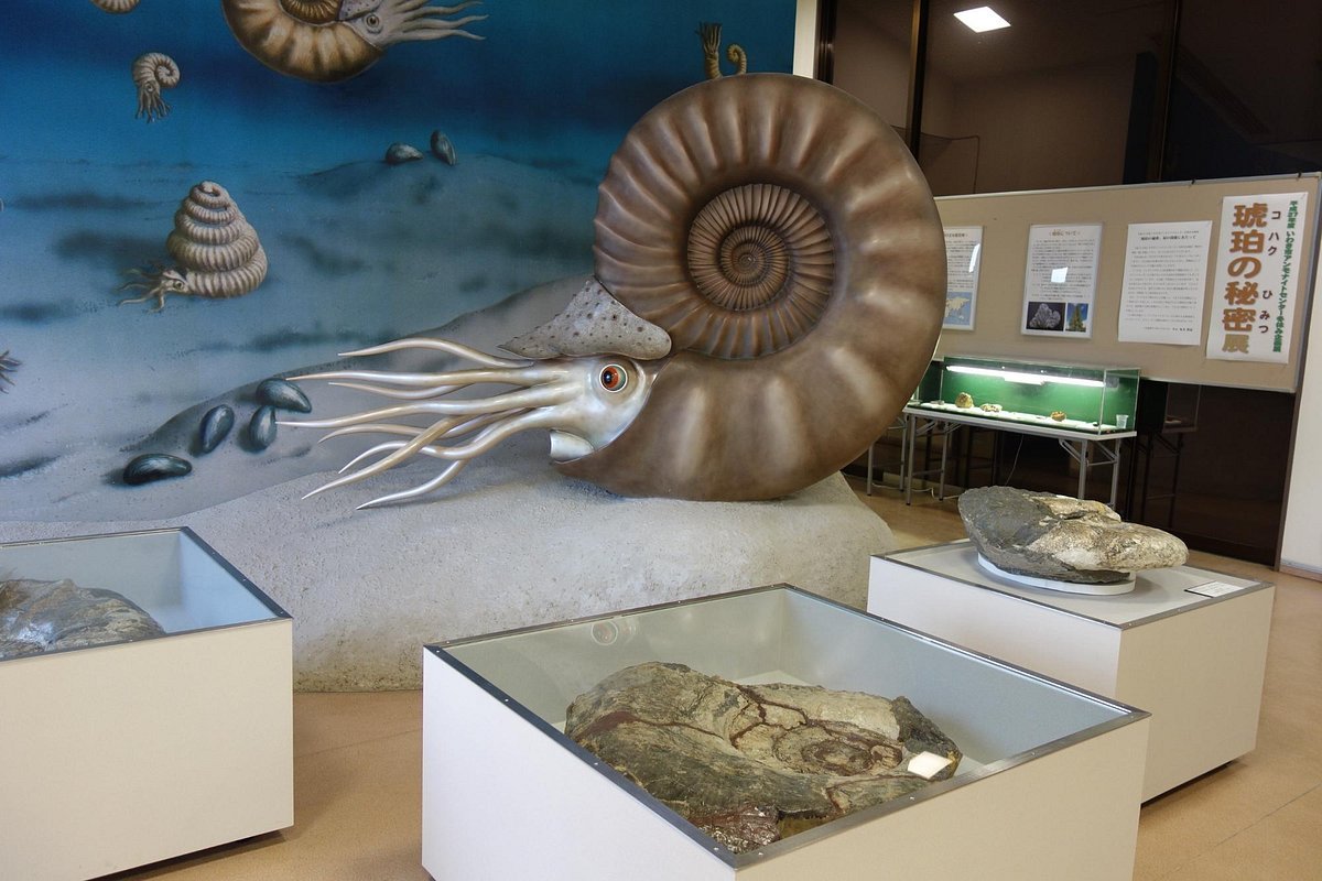 🔬 이와키시 암모나이트 센터 (이와키시 안모나이토 센타) 이미지 10